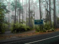 Mist